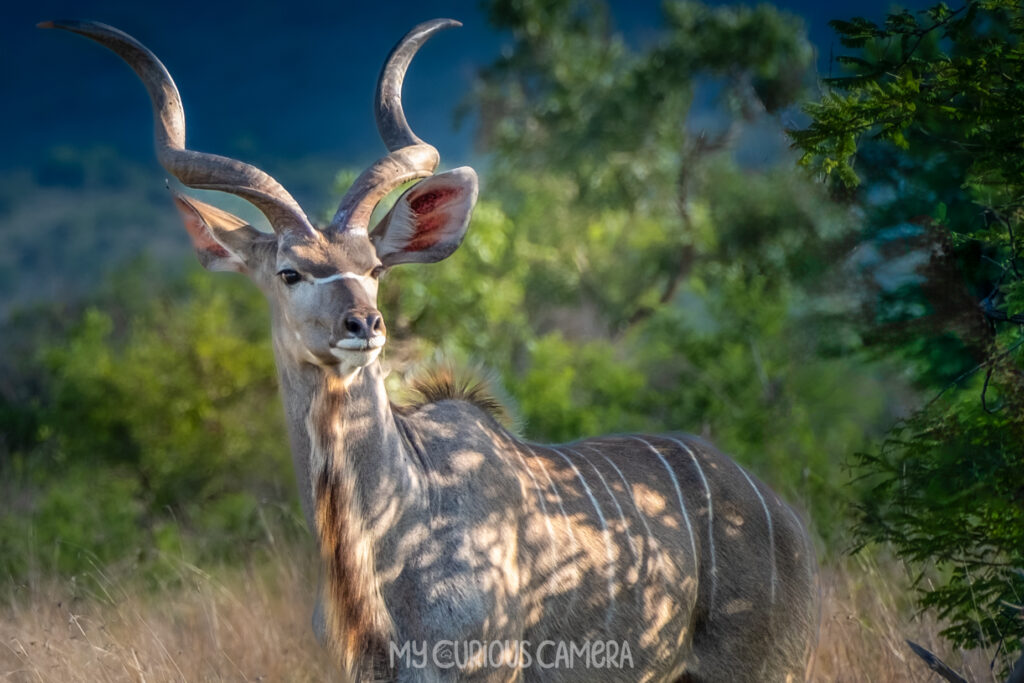 Male Kudu in Kruger National Park