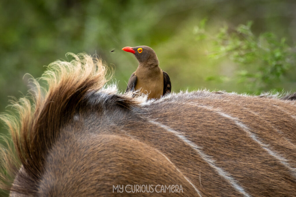 Oxpecker on Kudu back