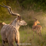 The Greater Kudu in the morning