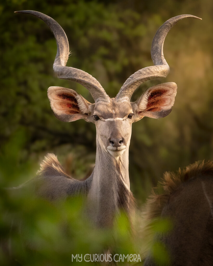 The Male Greater Kudu looking through the bushes