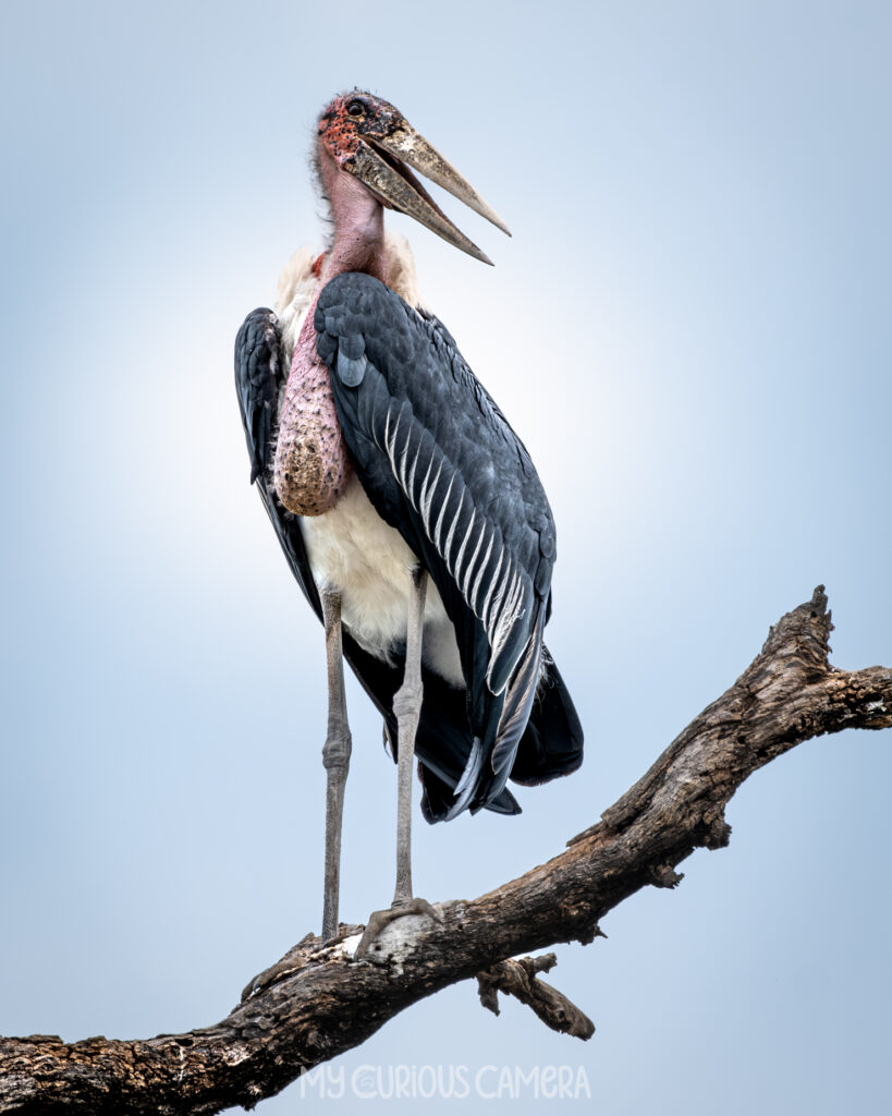 The Marabou Stork - Africa's Ugly Five