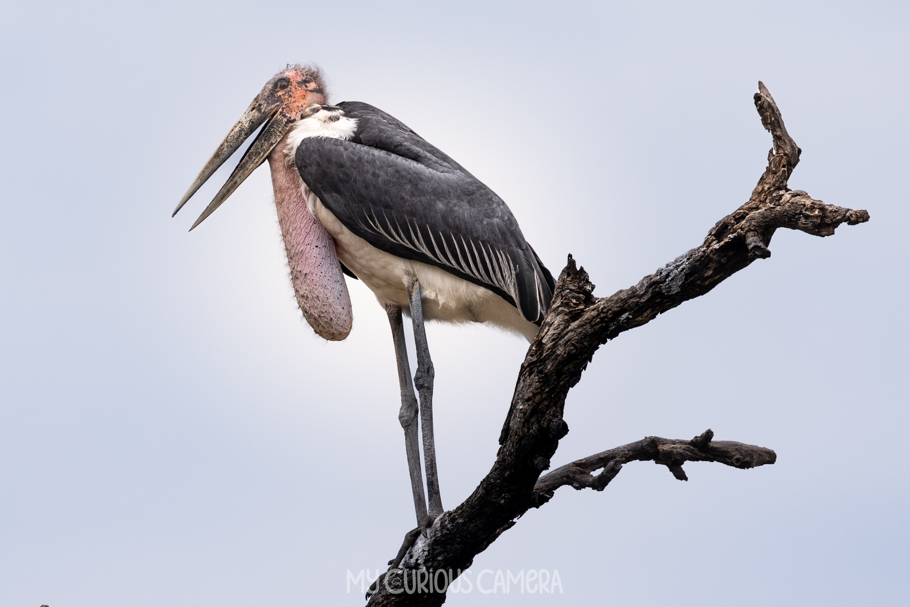 Africa's ugly five the Marabou stork