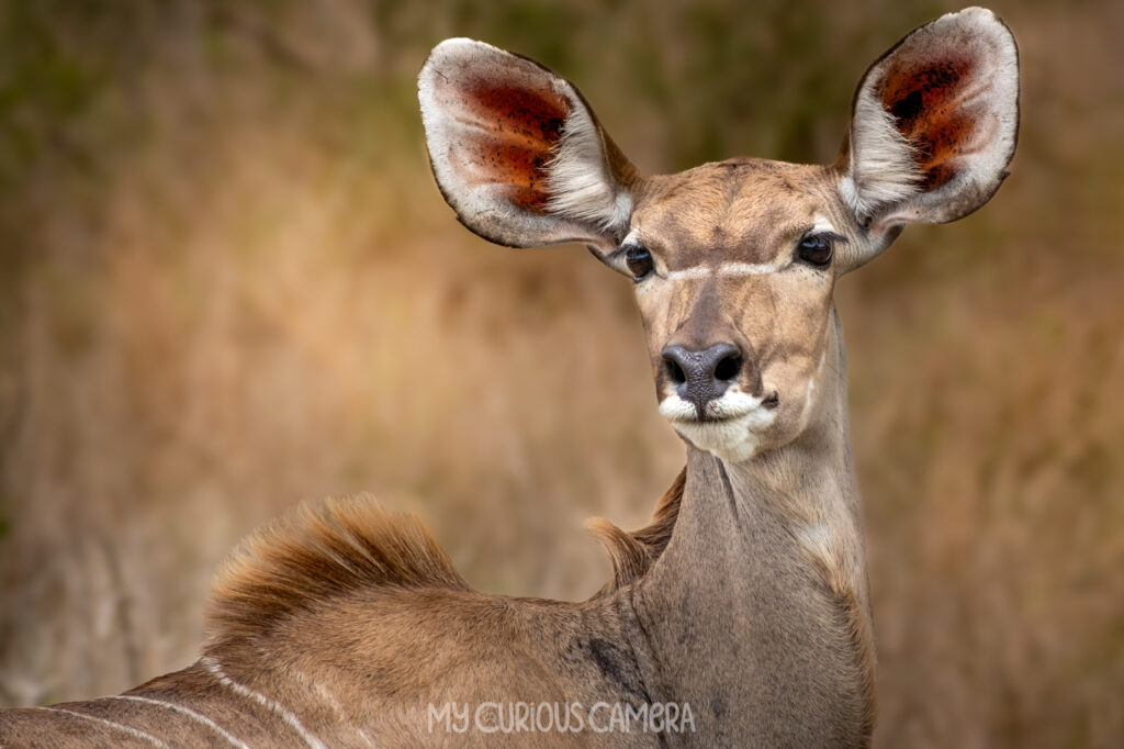 Female Greater Kudu