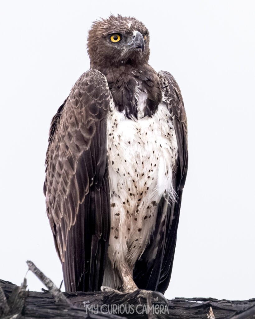 Adult Martial Eagle very focused on the task at hand