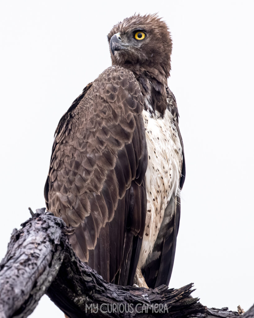 Adult Martial Eagle