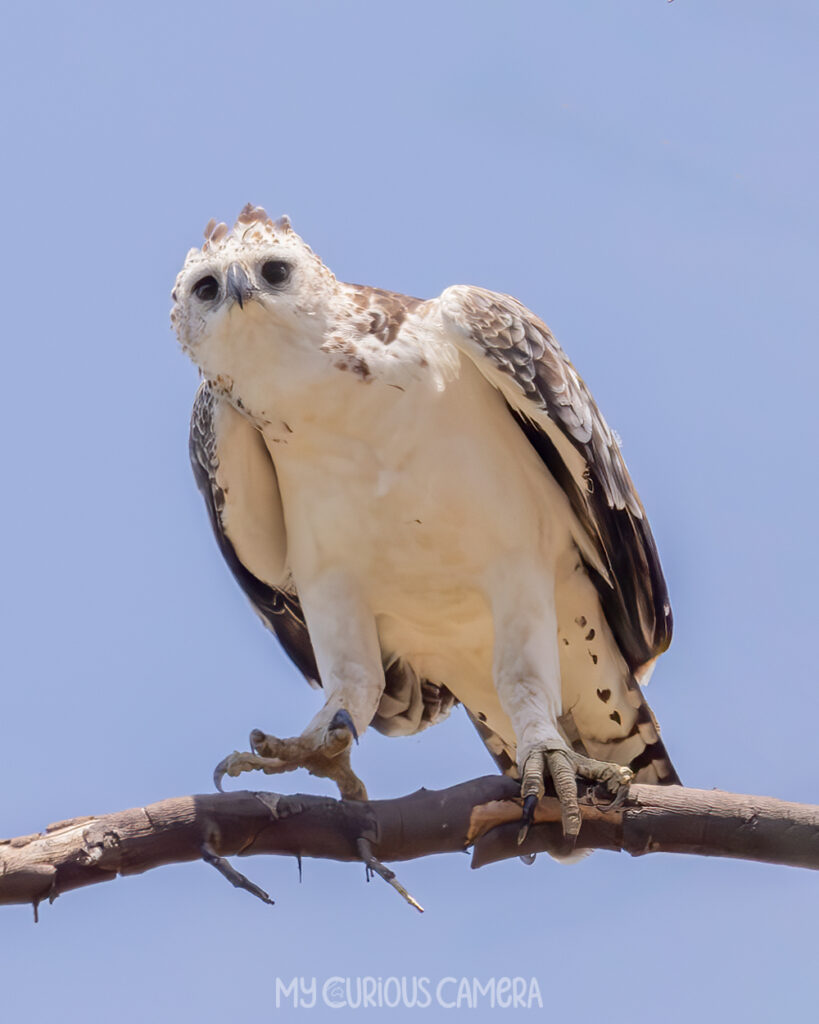 Juvenile Martial Eagle looking curious