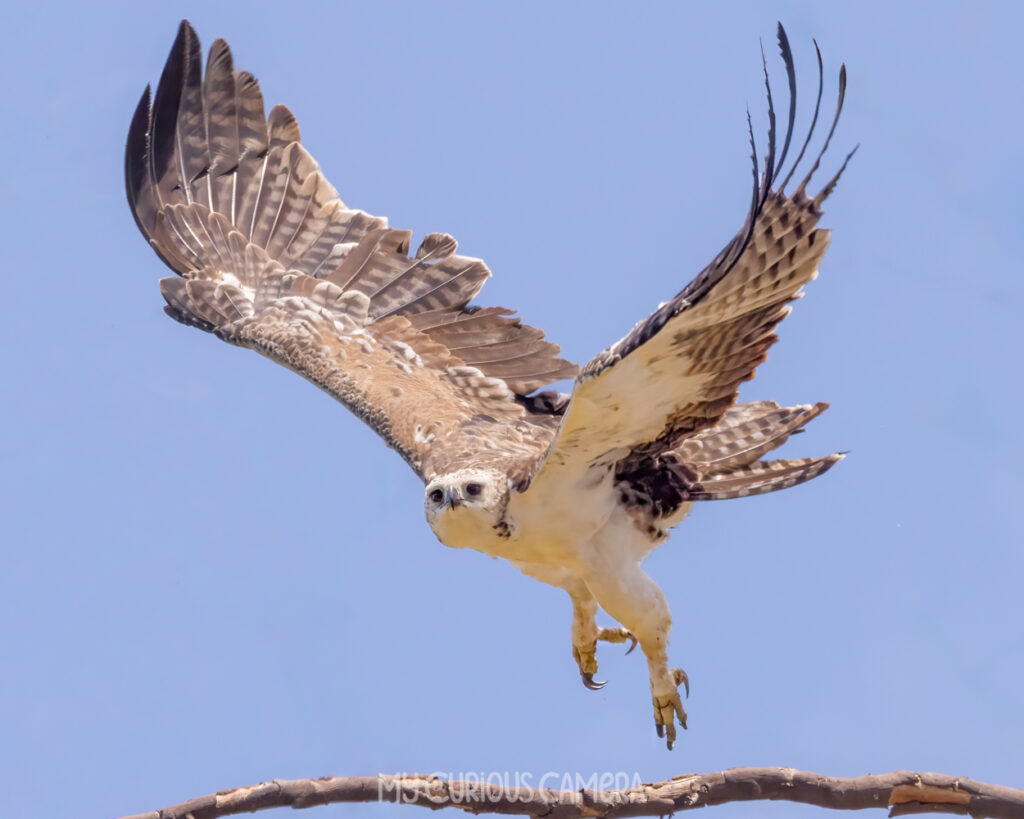 Juvenile Martial Eagle in flight