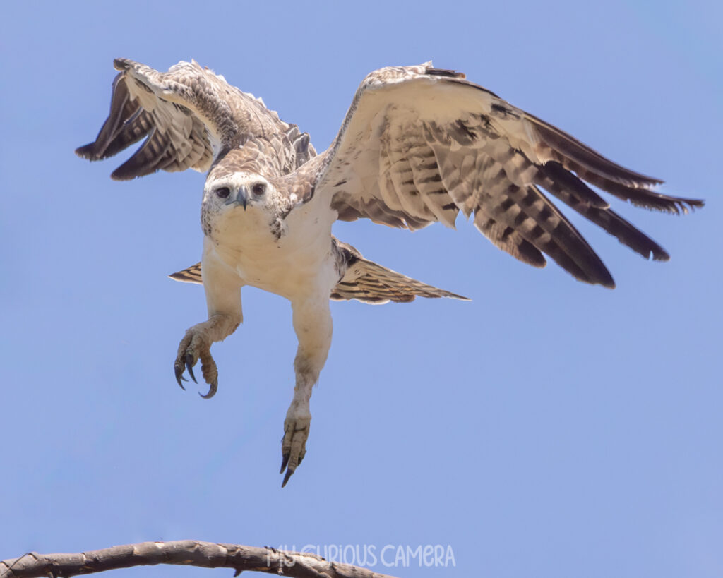Juvenile Marial Eagle taking off from a branch