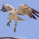 Juvenile Marial Eagle taking off from a branch