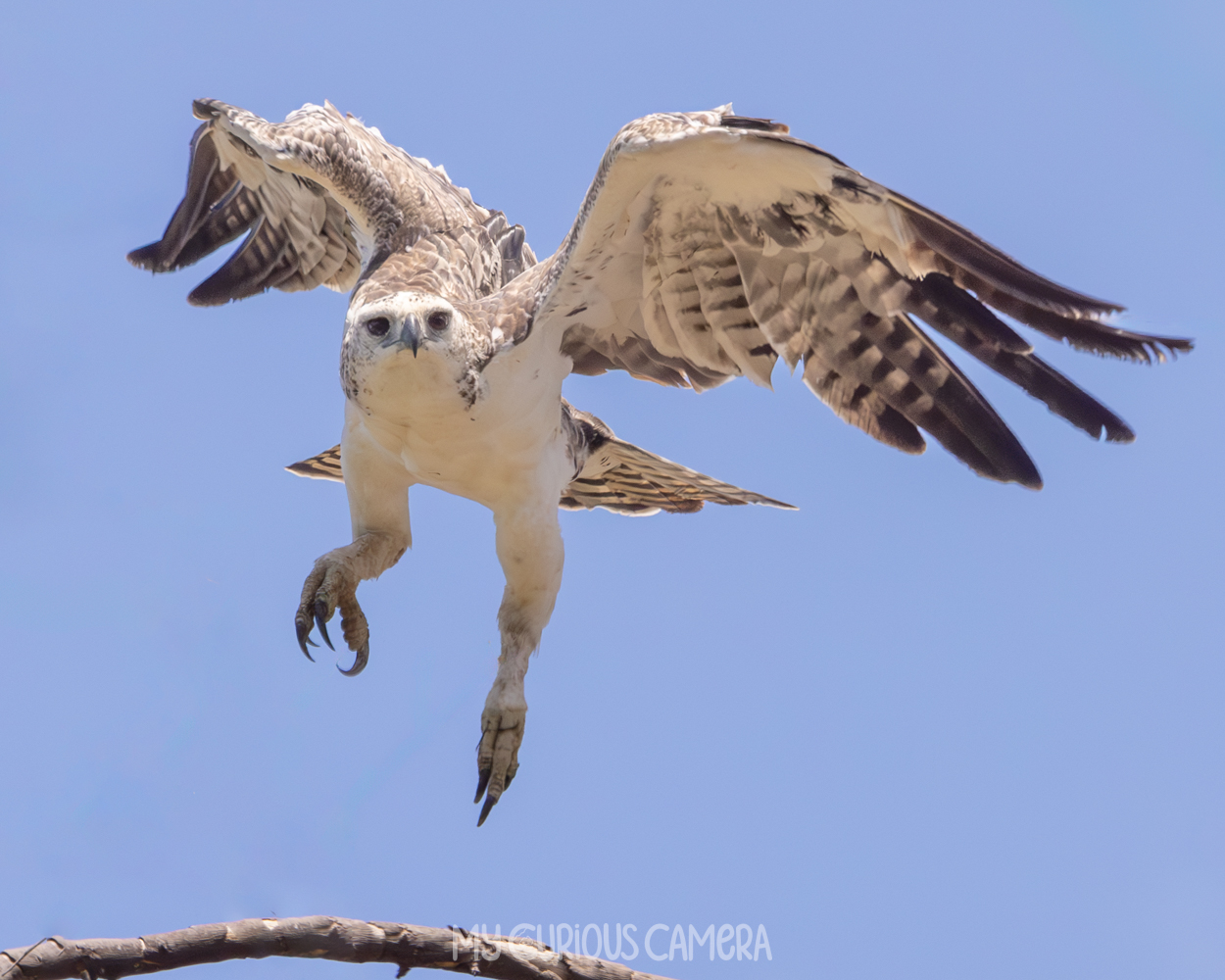 Juvenile Marial Eagle taking off from a branch