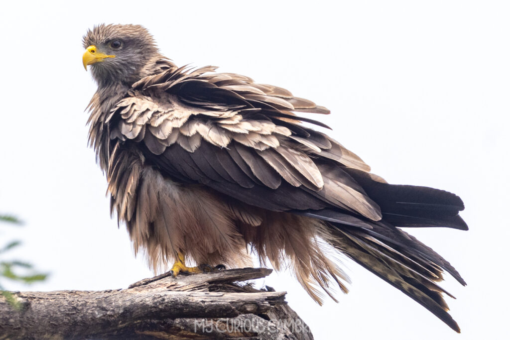 A fluffy and wet Yellow-billed Kite just after a swim