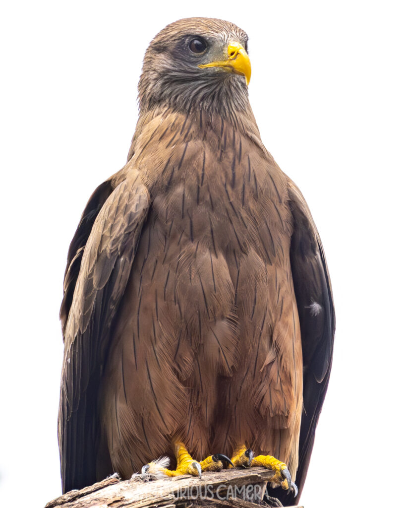 Yellow-billed Kite close-up showing yellow bill and cere