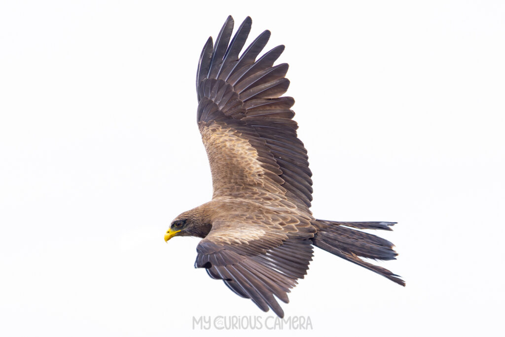 A Yellow-billed Kite soaring through the sky