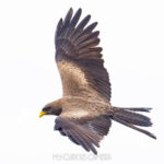 A Yellow-billed Kite soaring through the sky