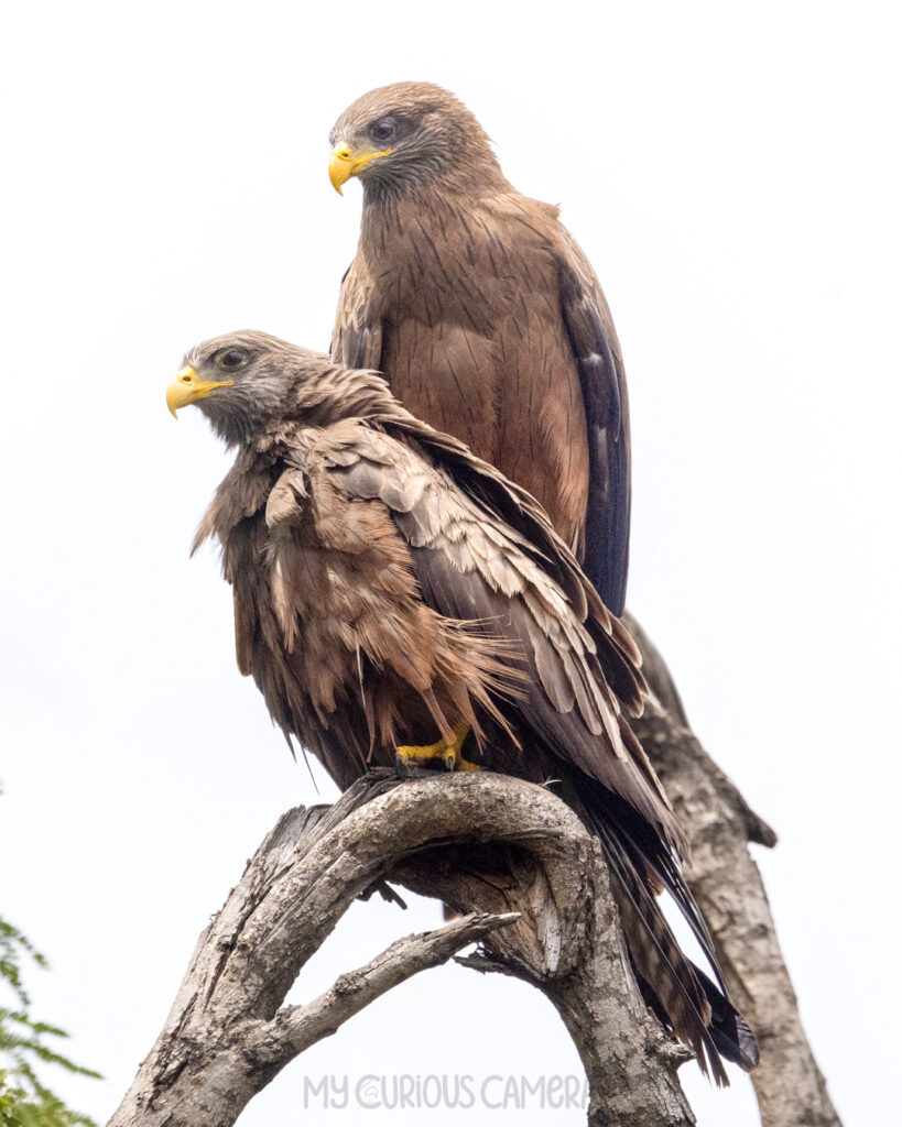 Two adult Yellow-billed Kite possibly male and female