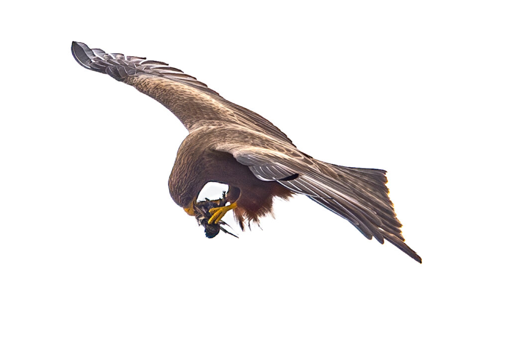 A Yellow-billed Kite eating a small bird whilst in flight