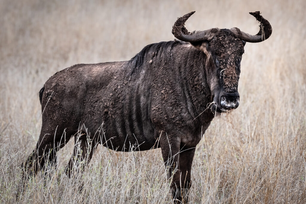 Wildebeast in a grass field