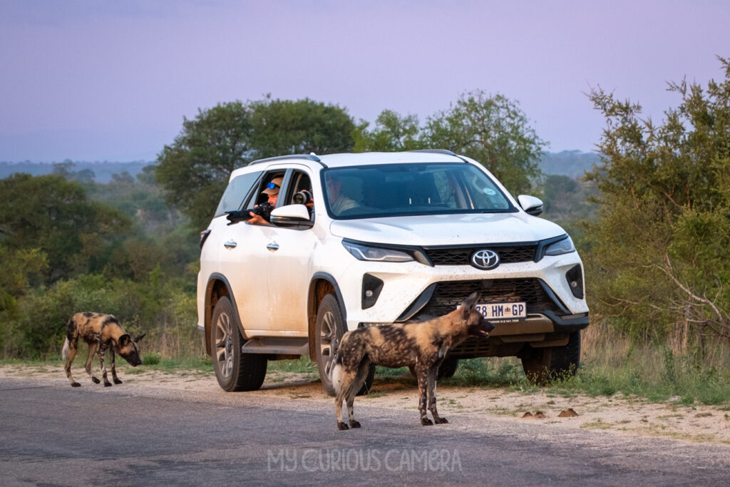 African Wild dogs close to the car