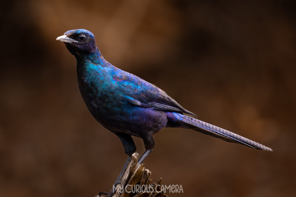 Burchell's Starling sitting on a log. Purple and blue in colour with a deep dark brown backgeound