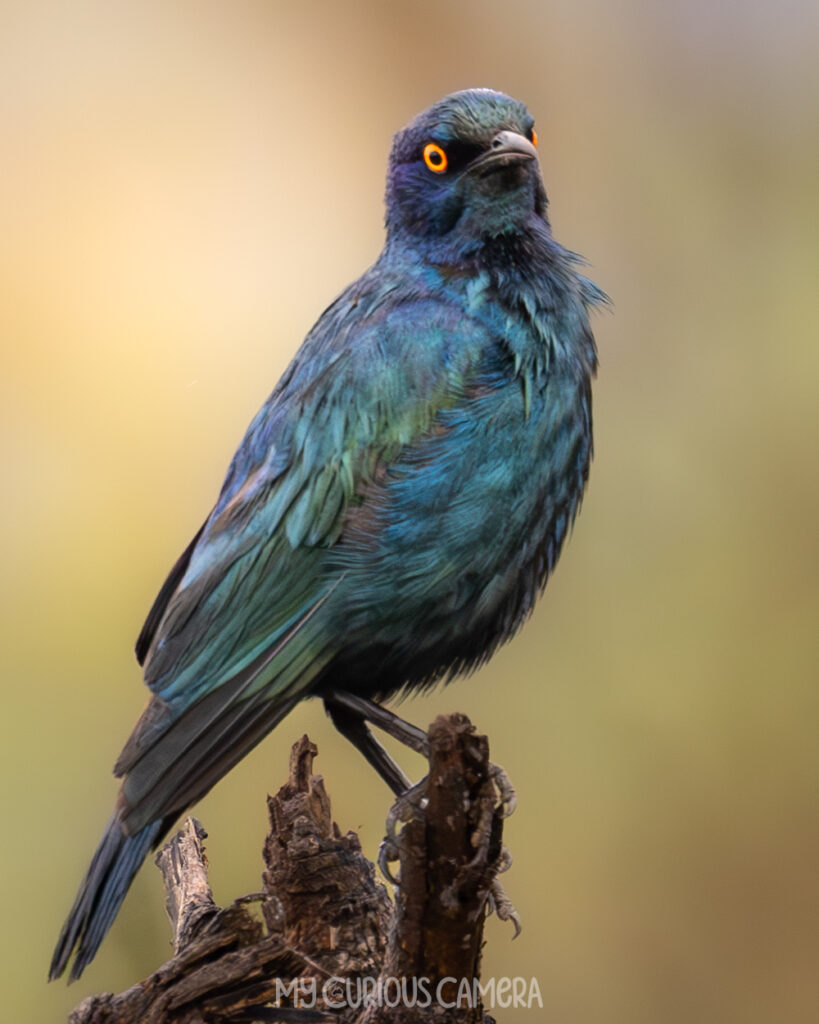 Cape Starling sitting on a branch with mottled forest in the background