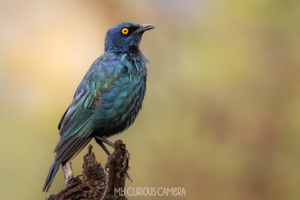 Cape Starling sitting on a branch with mottled forest in the background