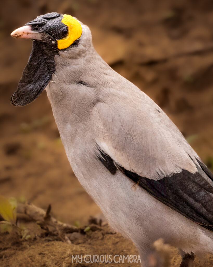 Wattled Starling close-up