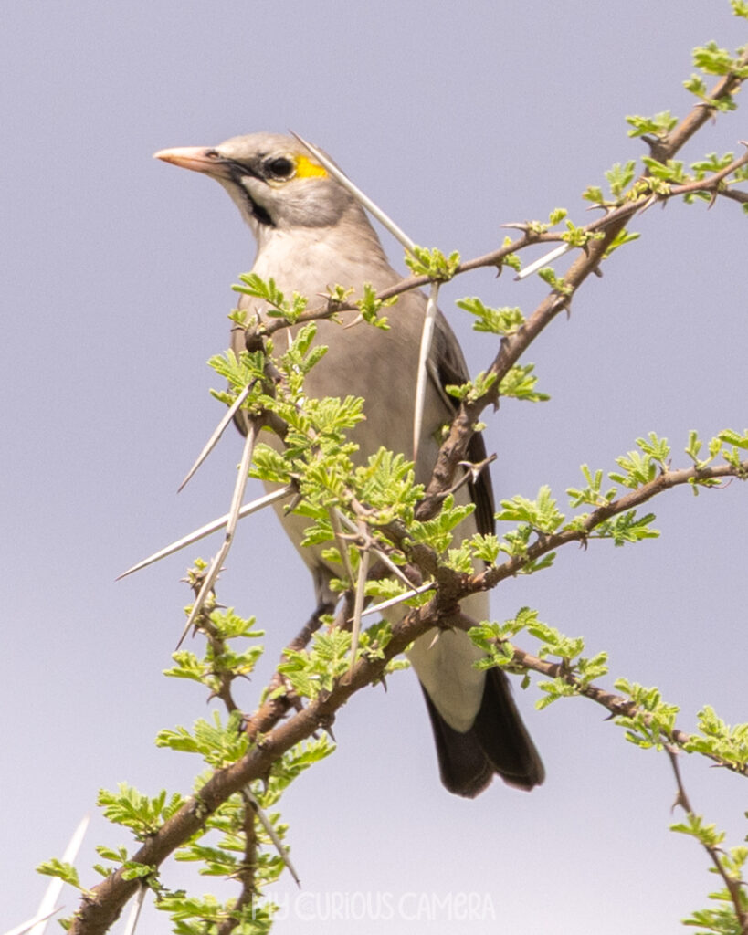 Female Walled Starling