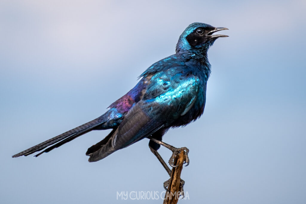 Irredescent Burchell's Starling sitting on a branch with blue sky in the background