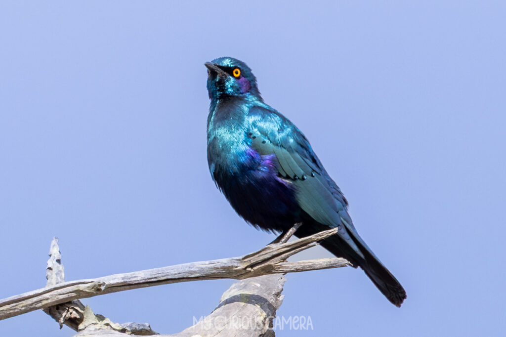 Greater Blue-eared Starling sitting on a branch with blue sky behind it