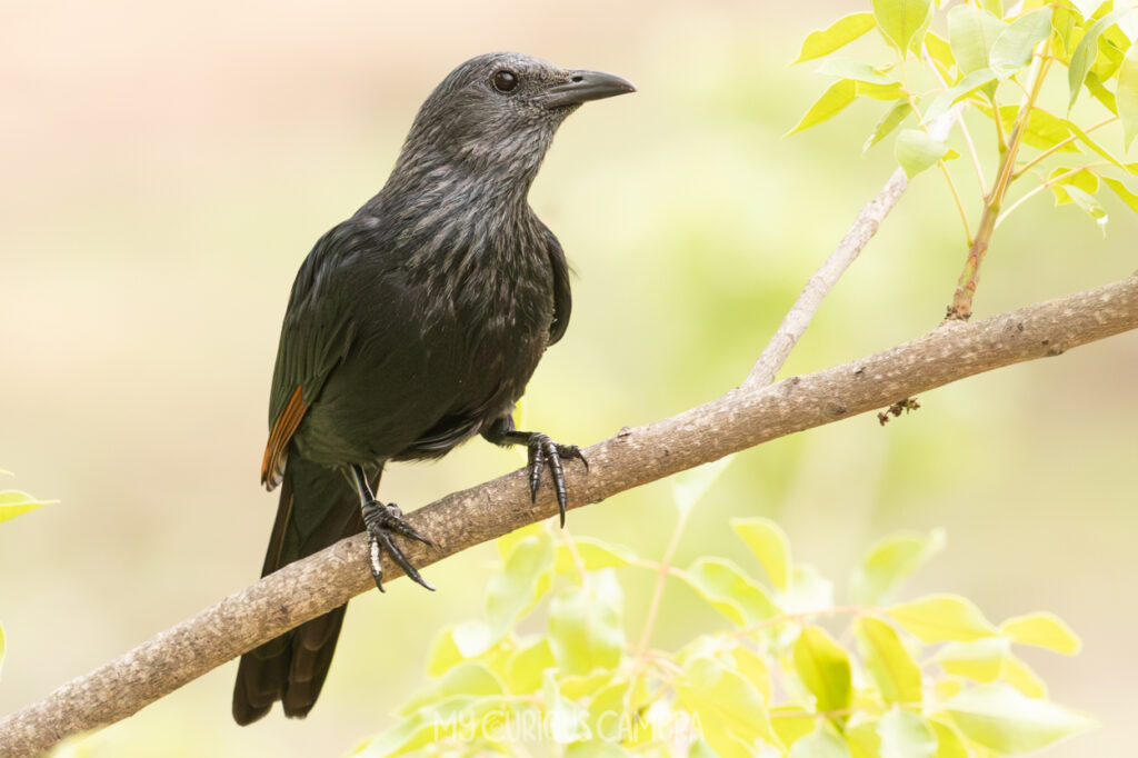 Red-winged Starling sitting on a branch surrounded by lovely foilage