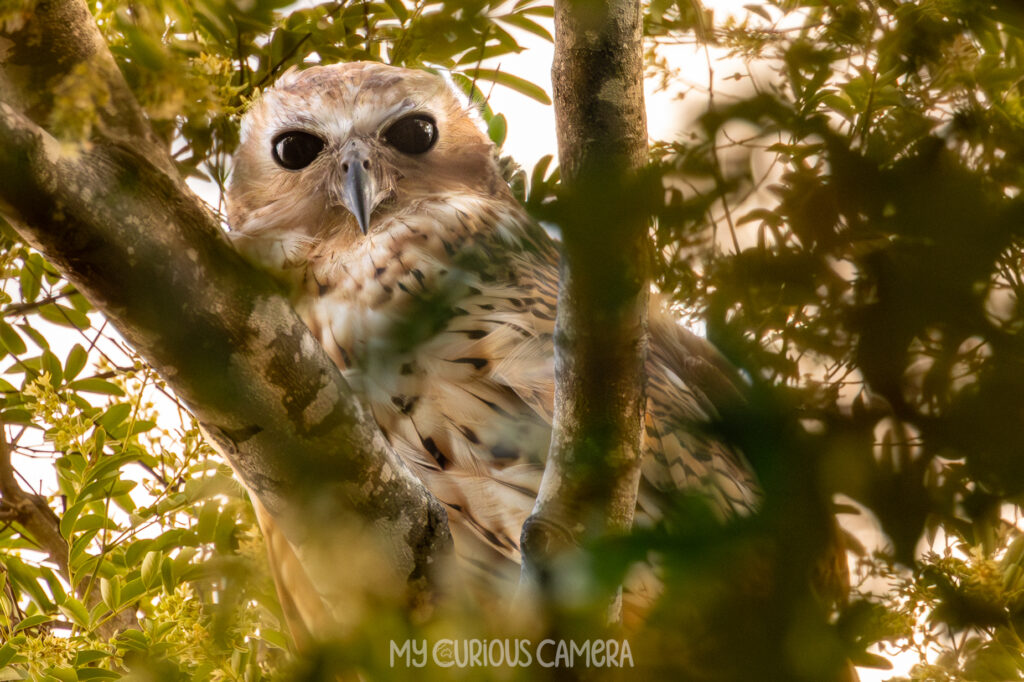 Pel's Fishing Owl peaking out in between two branches