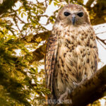 Pel's Fishing Owl sitting high in riparian foliage looking straight at the camera