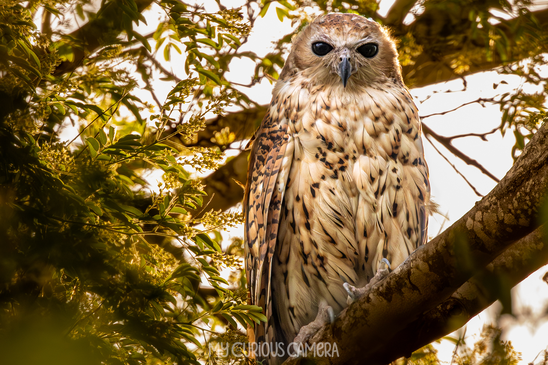 Pel's Fishing Owl sitting high in riparian foliage looking straight at the camera