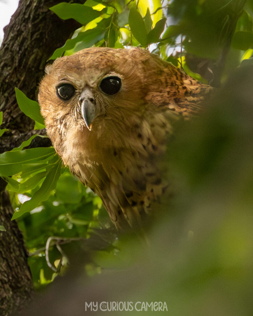 Pel's Fishing Owl peaking out at us