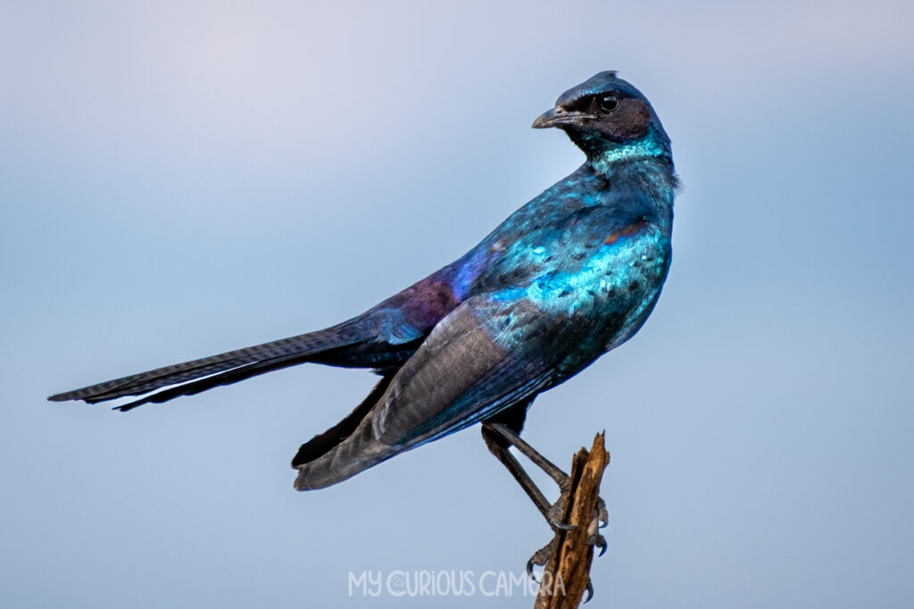 Burchells Starling on a branch with blue sky in the background