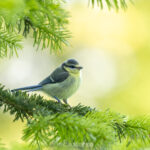 Eurasian Blue Tit sitting in a pine tree