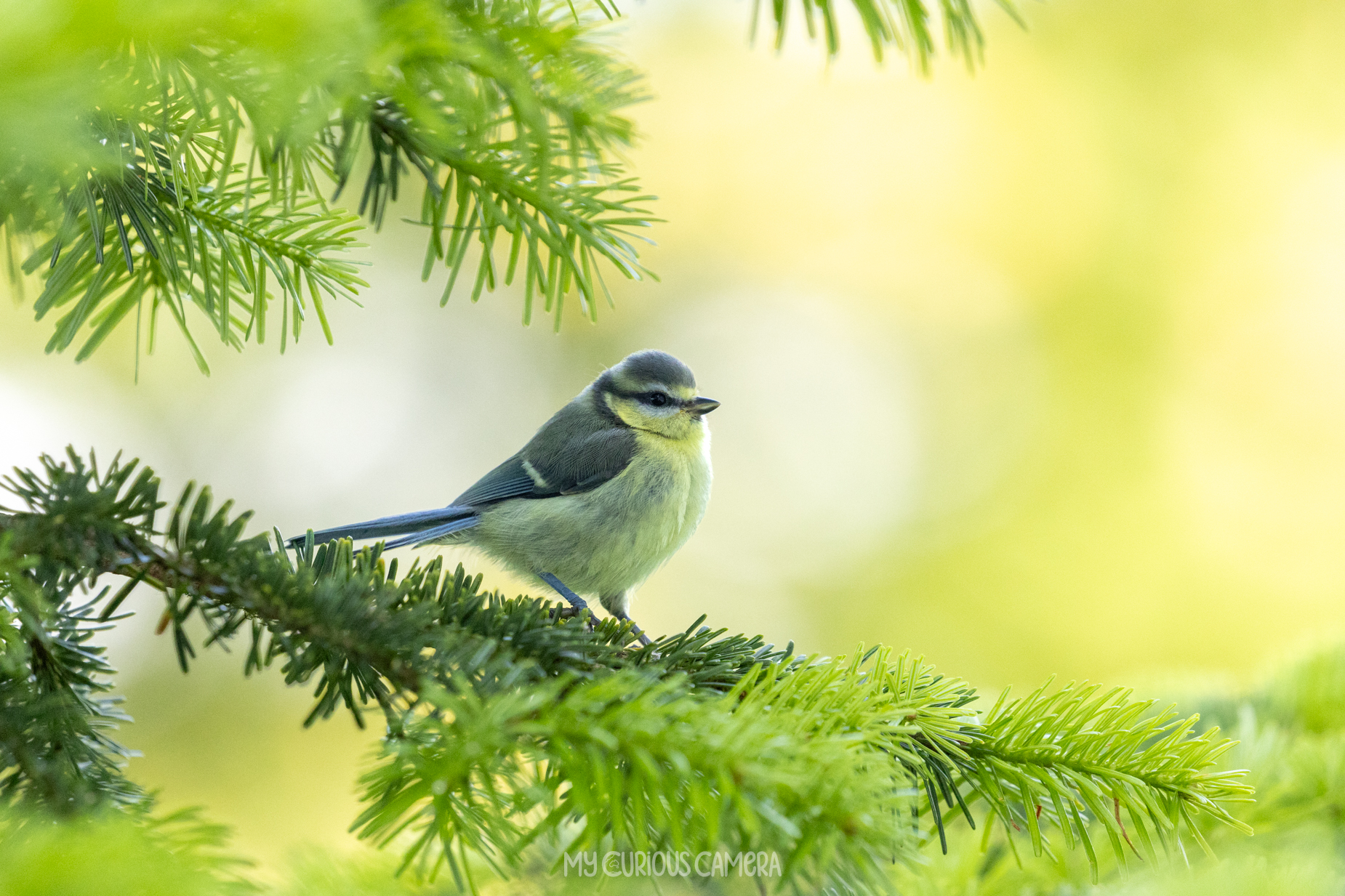 Eurasian Blue Tit sitting in a pine tree