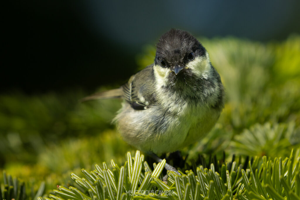 Cola Tit sitting on a pine tree