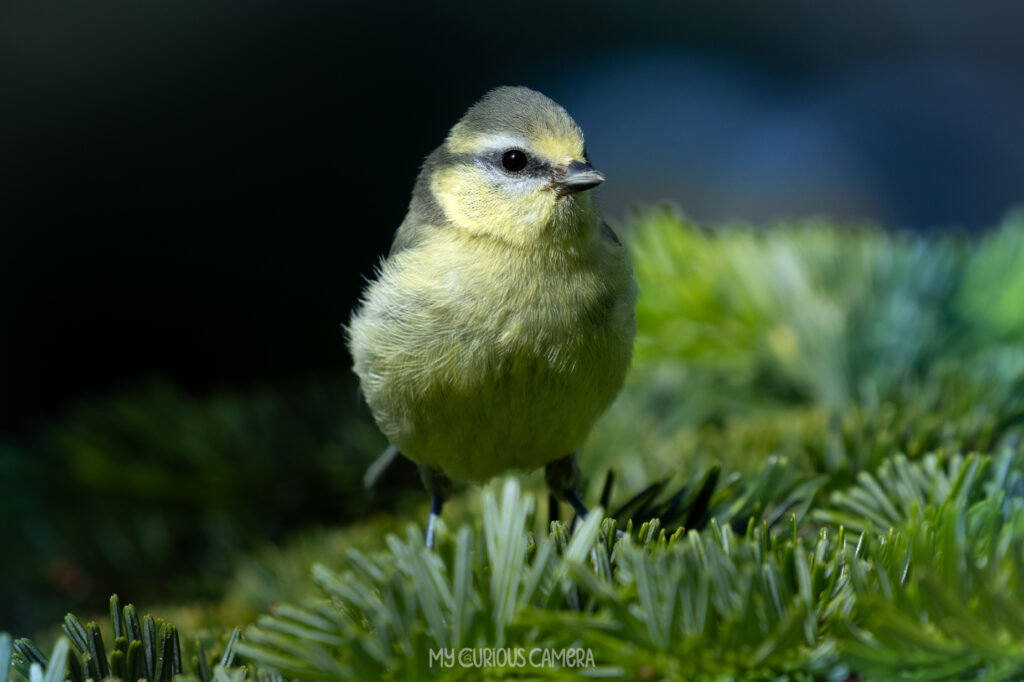 Juvenile Blue Tit