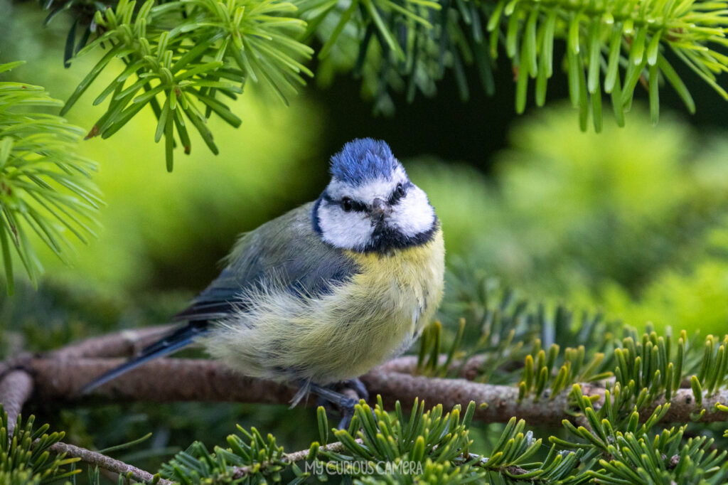 Blue Tit sitting on a tree branch