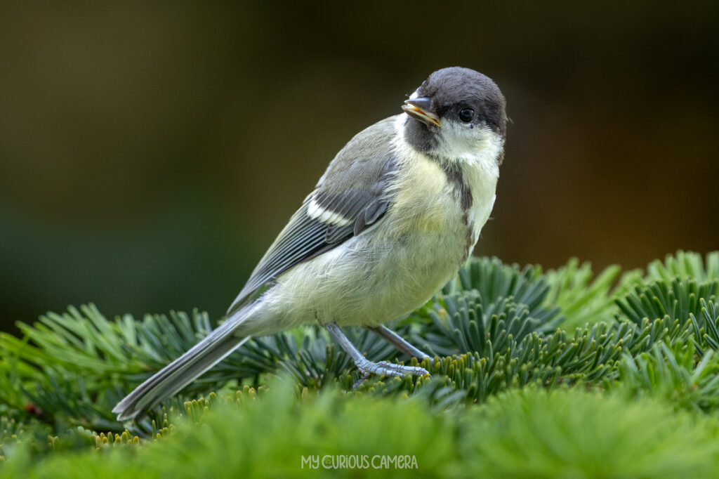 Juvenile Great Tit