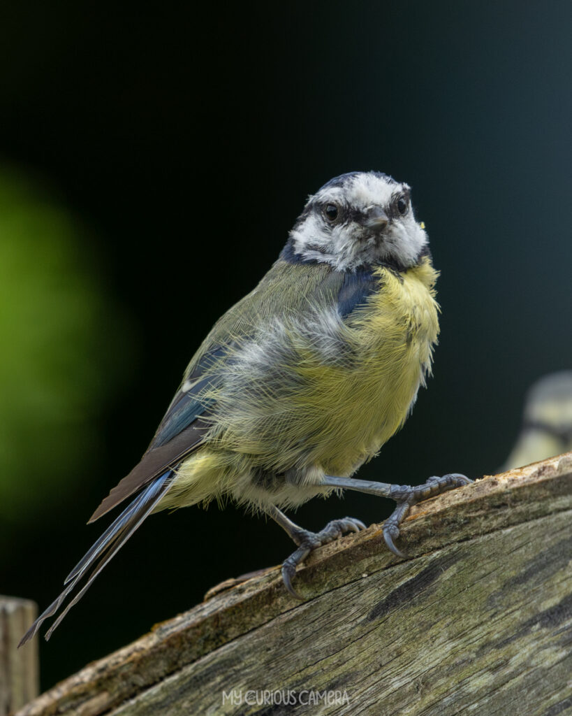 A scruffy looking Blue Tit