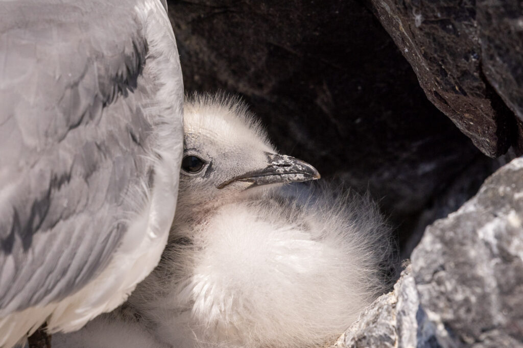 A young Kittiwake chick tucked protectively behind the wing of its adult parent inside a dark volcanic rock crevice.