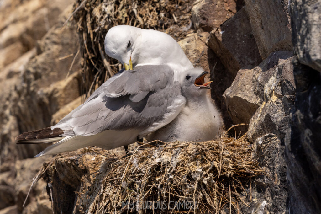 A close-up wildlife portrait of an adult Black-legged Kittiwake nesting with its calling chick on a narrow, precarious vertical volcanic rock ledge on the Farne Islands.