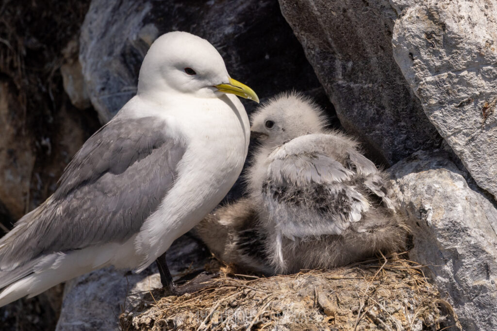 A close-up wildlife portrait of an adult Black-legged Kittiwake nesting with its calling chick on a narrow, precarious vertical volcanic rock ledge on the Farne Islands.
