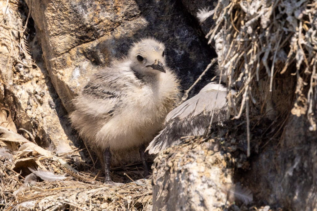 A fluffy, downy Black-legged Kittiwake chick standing securely in a rocky cliff nest on the Farne Islands.