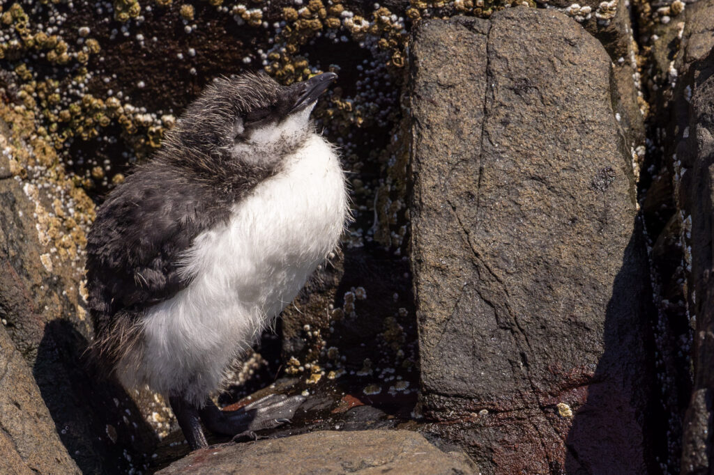 A young, black-and-white Guillemot chick standing proudly on a barnacle-covered coastal rock, ready to face the ocean.
