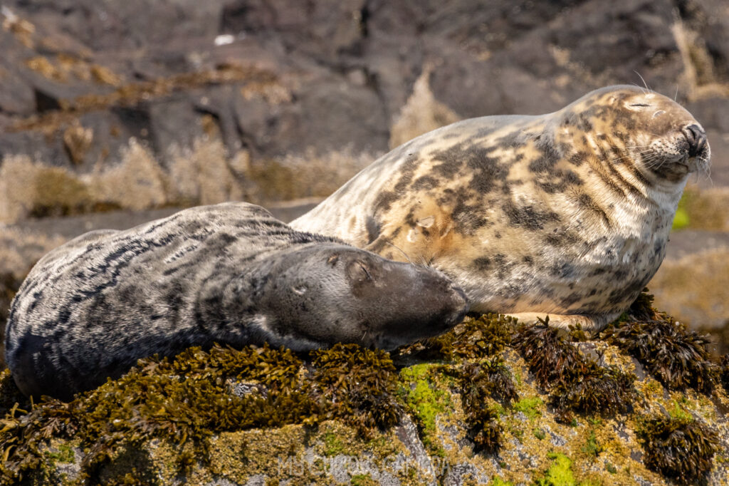 Two Atlantic Grey Seals hauled out and lounging on dark, seaweed-covered coastal rocks surrounded by ocean swell off the coast of Seahouses.