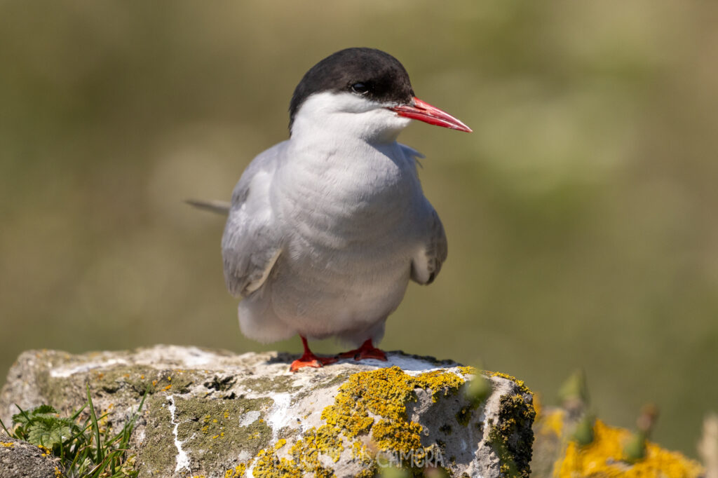 An elegant Arctic Tern perched proudly on a weathered, mossy stone wall along a visitor path on Inner Farne, showing its sharp black cap and vibrant red beak.
