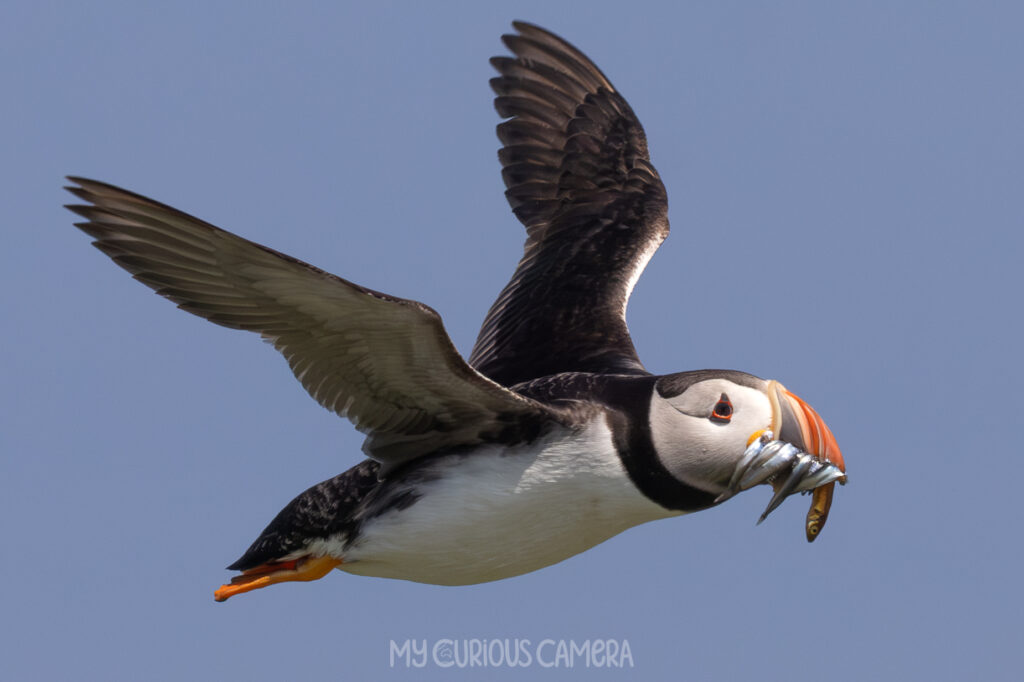 Puffin in flight with sandeels in its mouth
